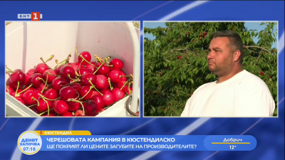 Започва брането и изкупуването на череши в Кюстендилско
