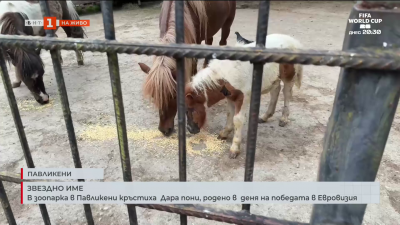 Кръстиха на Дара пони, родено в  деня на победата ѝ в Евровизия