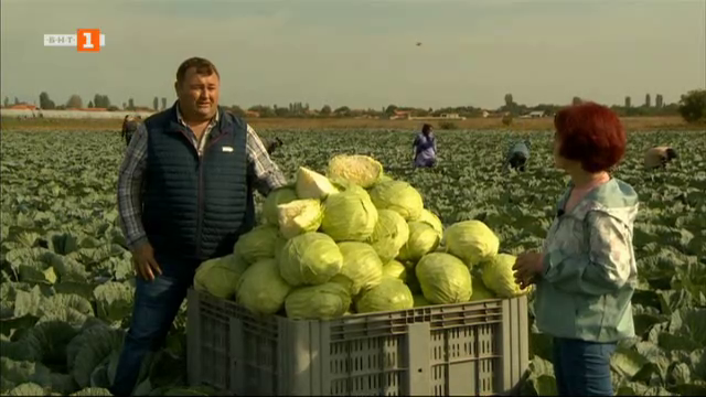 Фермерът Иван Кабуров от Мало Конаре: Зеленчукопроизводството е ...