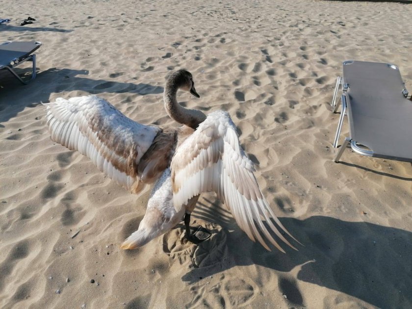 swans return bulgariarsquos black sea coast winter