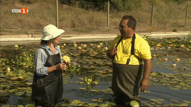 Единствената ферма за водни лилии на Балканския полуостров