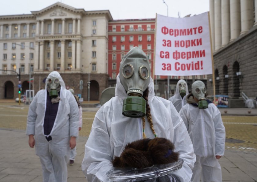 protesters demand closure mink farms bulgaria over covid