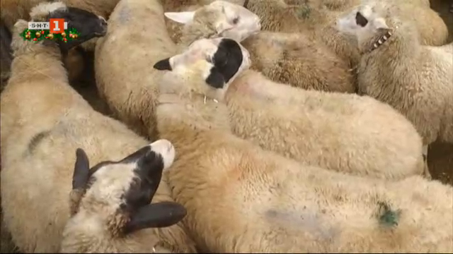 Овцете - работа за цял живот