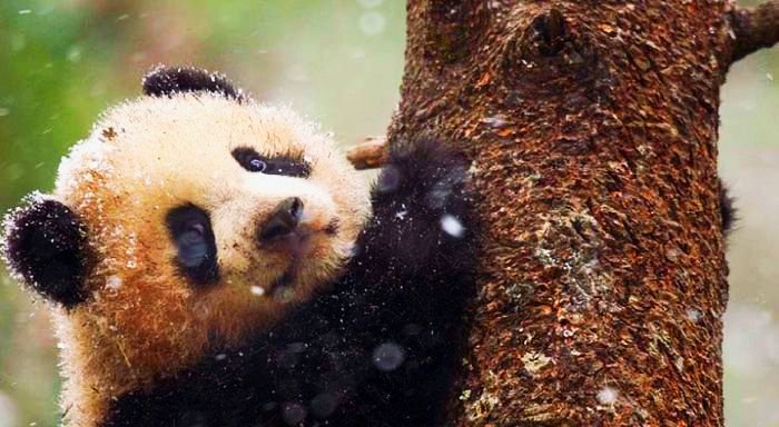 Гигантски панди, родени да бъдат диви