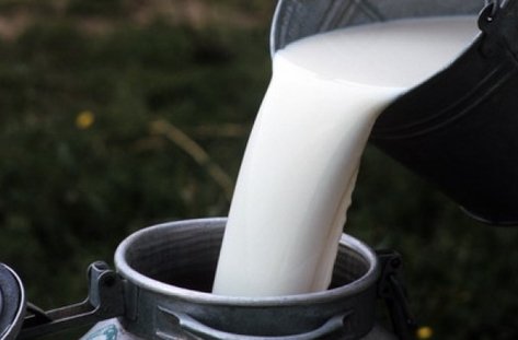 Производители на мляко в района на Благоевград се оплакват от ниски изкупни цени