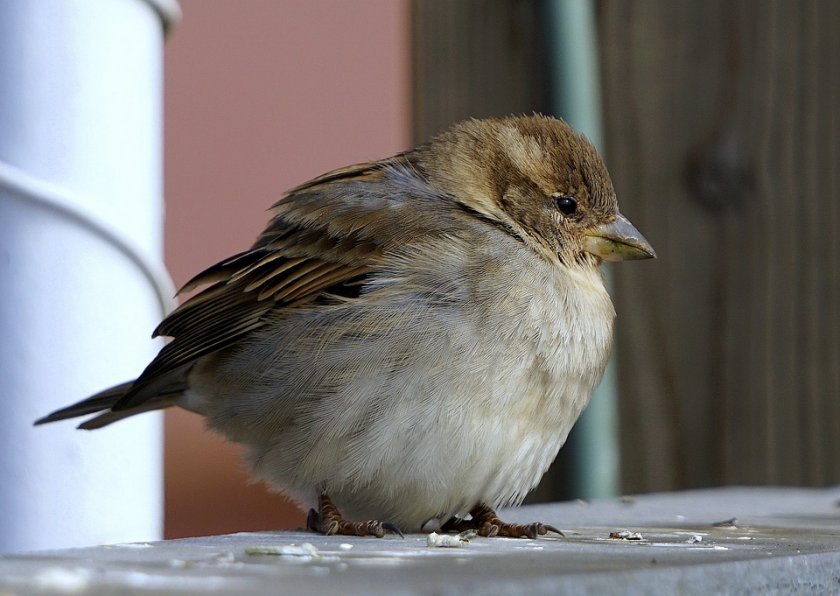 Record number of people took part in the sparrow counting campaign