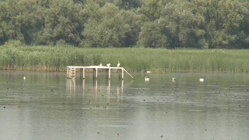 dalmatian pelicans returned persina park near belene