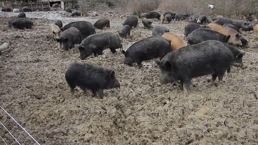 ministry agriculture takes steps preserve develop unique breed east balkan pig