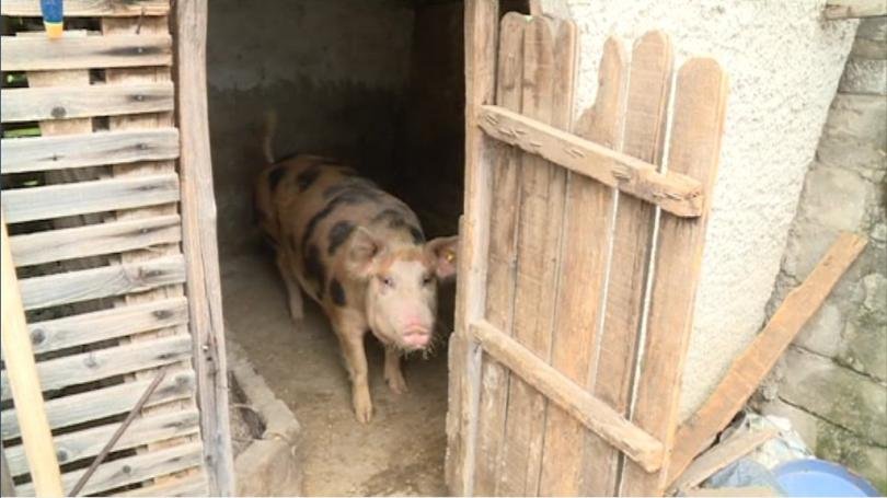 outbreak african swine fever reported village krasnovo