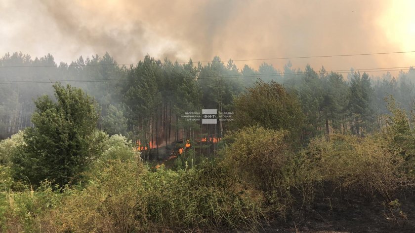 wildfire raging pine forest near pernik