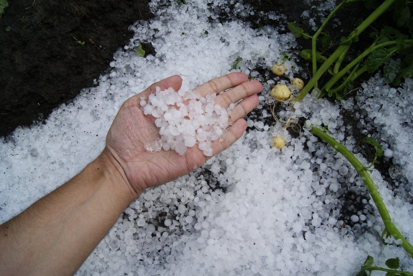 state fund ldquoagriculturerdquo allocates bgn million farmers losses due hail plovdiv region