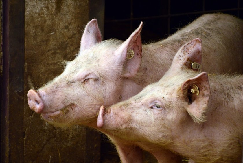 restrictions bulgaria connection classical swine fever have been lifted