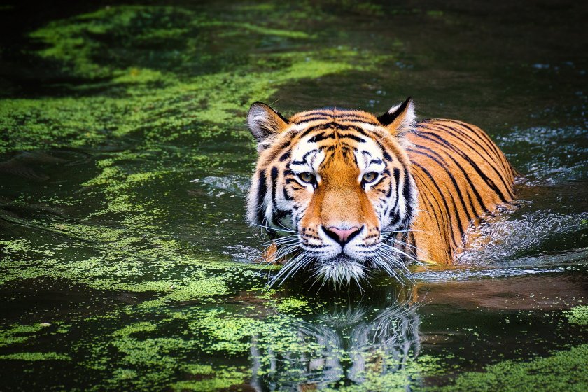 Какво ни очаква през 2022 - годината на черния воден тигър