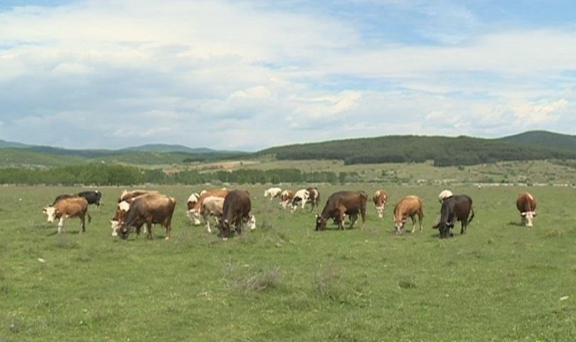 Изпитанията пред българските животновъди
