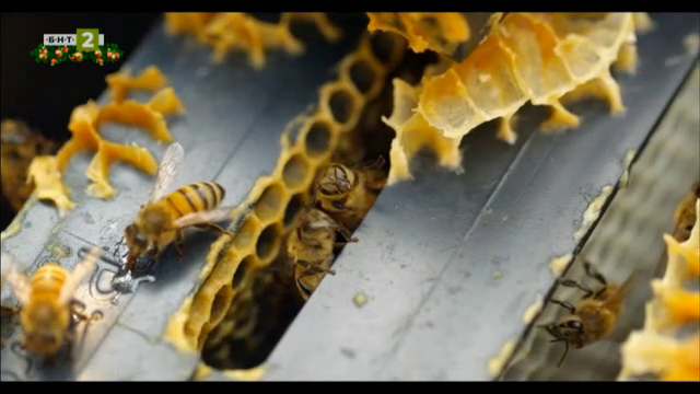 Защо и как пчелните продукти помагат
