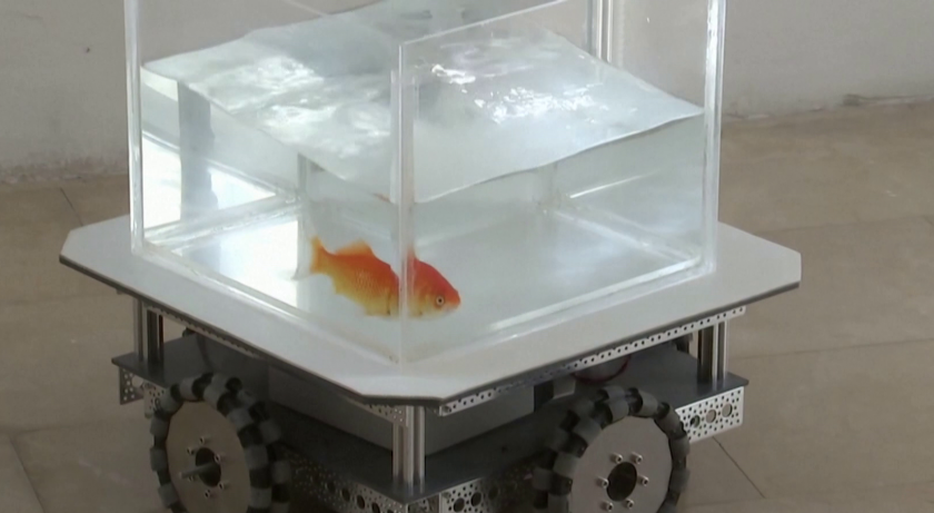 Възможно ли е златна рибка да управлява превозно средство?
