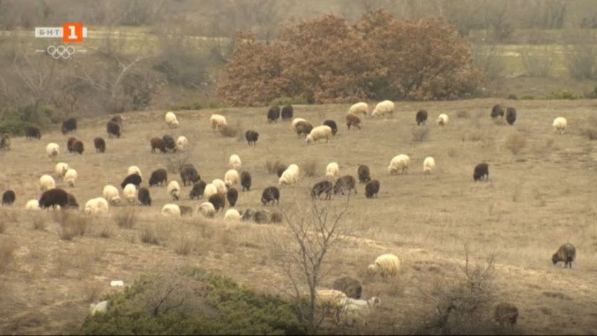 История за ферма с 400 каракачански овце, две деца и хубава жена