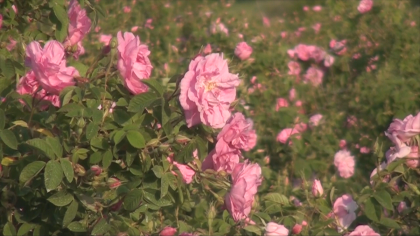 bulgarian rose growers face bankruptcy due market malpractices