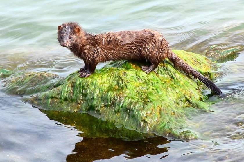 minister environment bans import breeding american minks