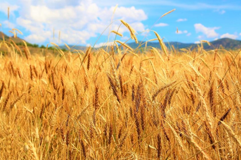 Ще има ли световен недостиг на зърно заради войната в Украйна - 18.05.2022