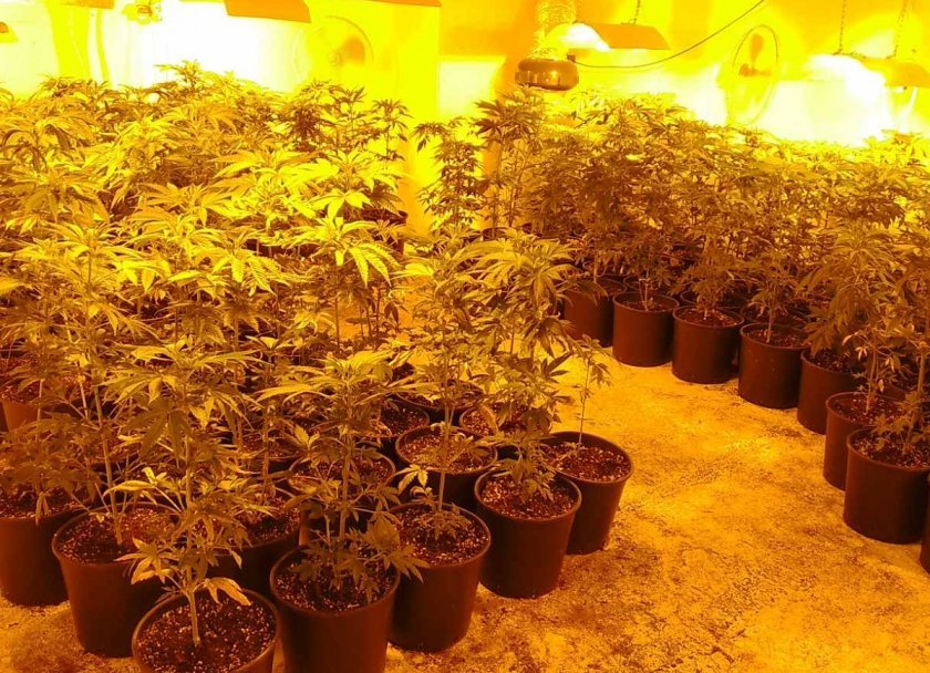 police uncover marijuana greenhouse village insperihovo