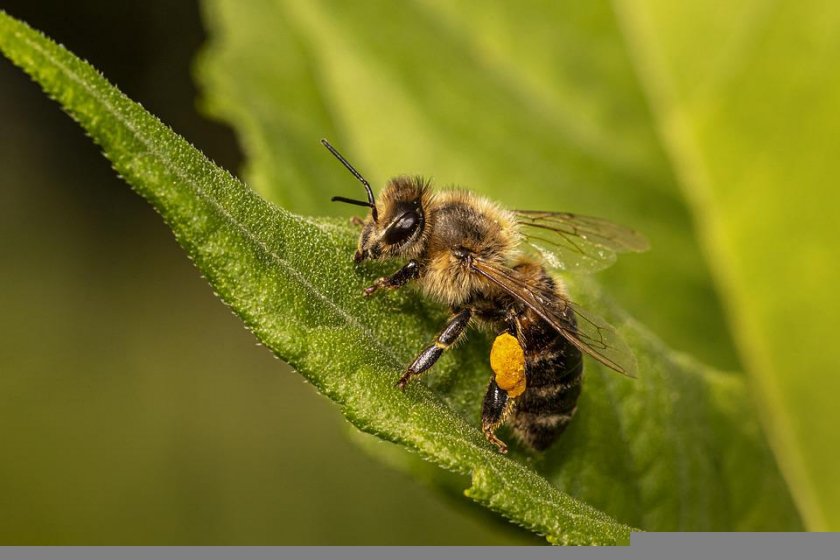 Отбелязваме Световния ден на пчелата