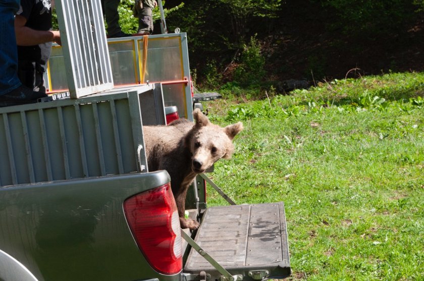 three rescued rehabilitated bear cubs released back into wild pictures