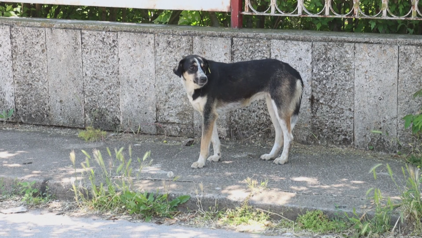 large number reports people bitten stray dogs kavarna