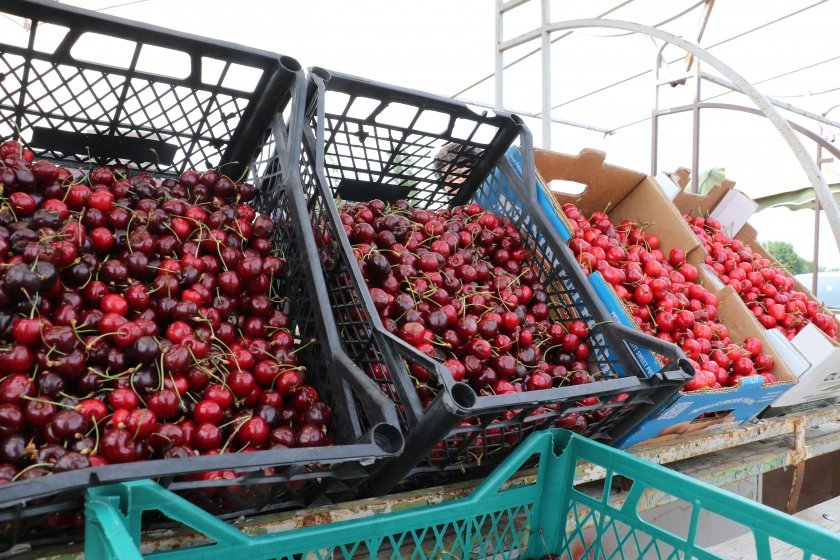 tonnes cherries bulgariarsquos kyustendil may remain trees unpicked