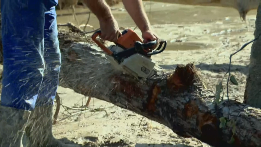 checks illegal logging forests karlovo region start today