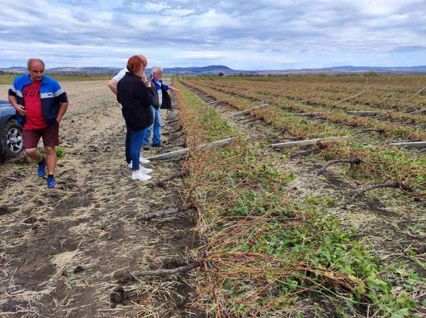 strong storm pomorie has destroyed grape harvest