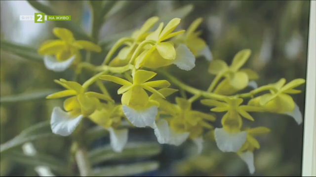 Искра Сотирова споделя в артистичен пърформанс любовта си към орхидеите