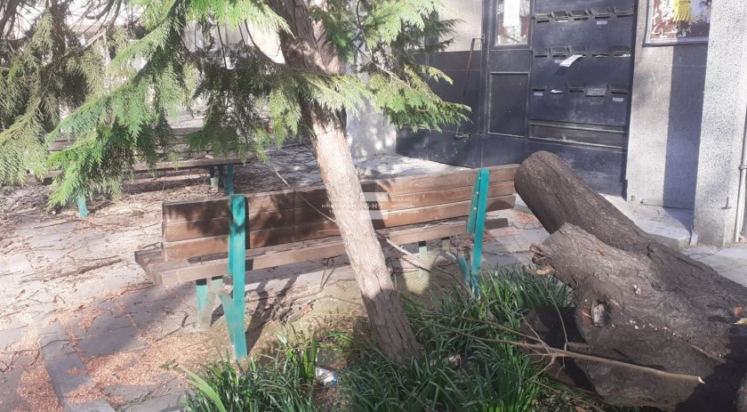 Още за инцидента в Пловдив, при който дърво падна върху пейка с деца