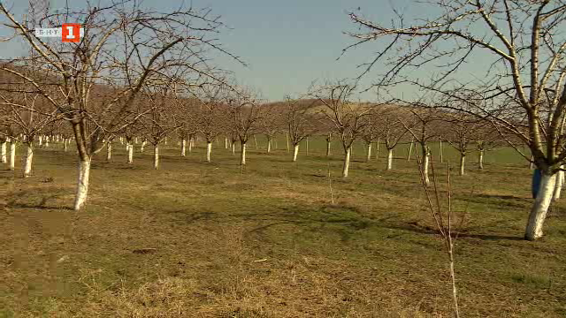 Последните мохикани на семейните ферми в Старозагорско