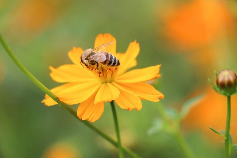 В света на пчелите и пчеларите