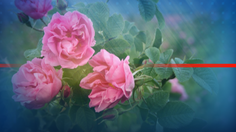Българската маслодайна роза като съставка в храните и козметиката