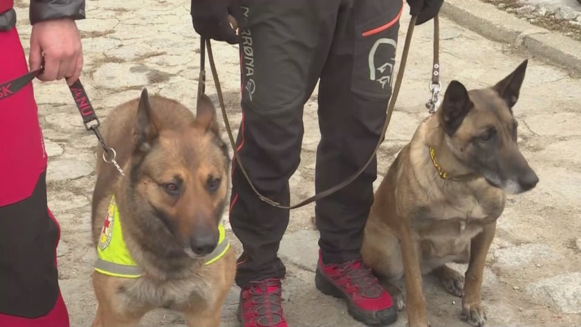 dog heroes rescuers searched survivors under rubble tuumlrkiye