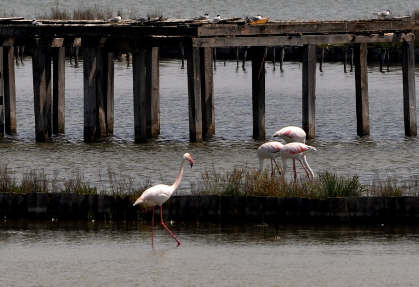 greater flamingos seen nesting bulgaria first time