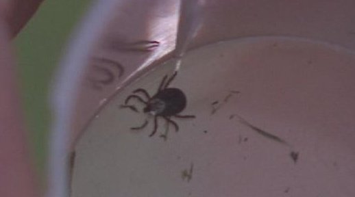 Tick bites on the rise: How to prevent and treat them?