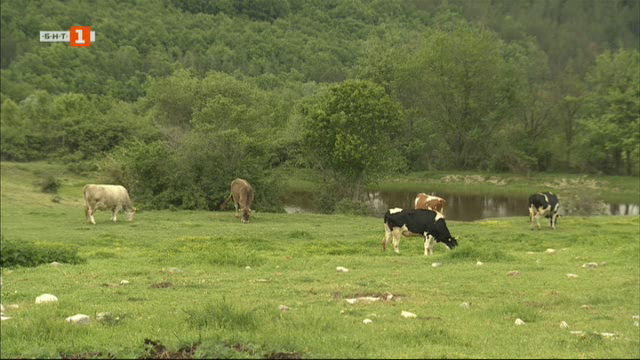 Неволите на едни от най-знаковите животновъди в България