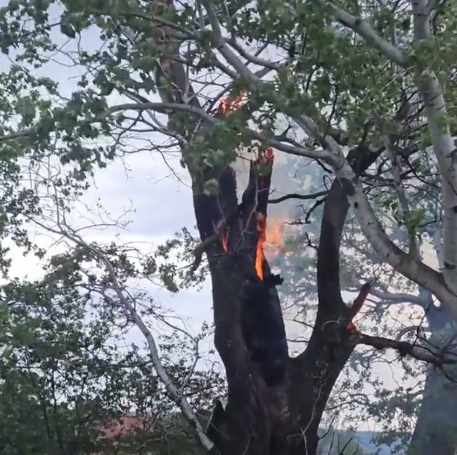 tree catches fire after being struck lightning video