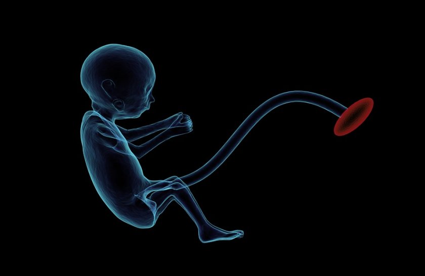 Учени създадоха синтетичен модел на ембрион