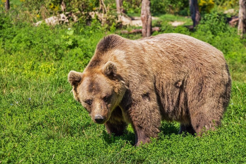 Minister of Environment with comments after complaints by people seeing bears on their properties