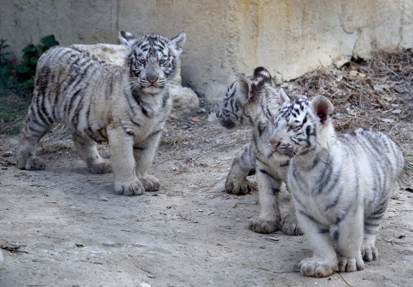 Four Bengal tiger cubs delight visitors at Varna Zoo