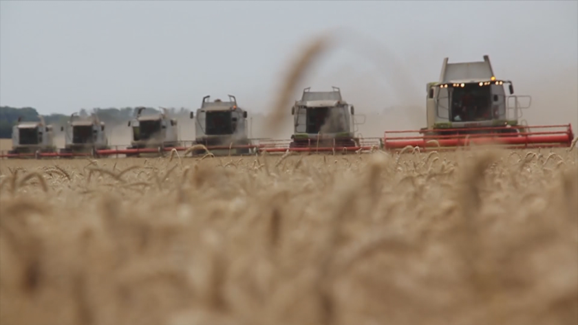 Bulgar Tarım Odası: Tahıl üretimi çöküyor