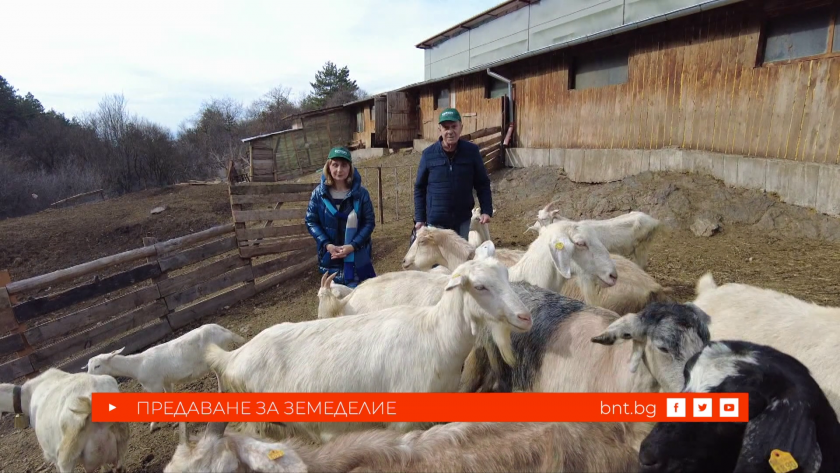 На гости в модерна ферма за отглеждане на алпийски кози в България