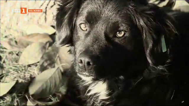 Как изоставянето на кучета е свързано с нарастващото насилие над бездомни животни