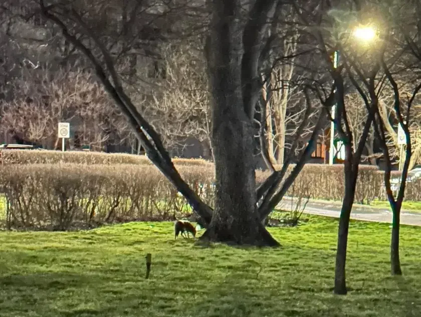 Jackals spotted in the Sea Garden in Burgas, Ministry of Environment launches an inspection