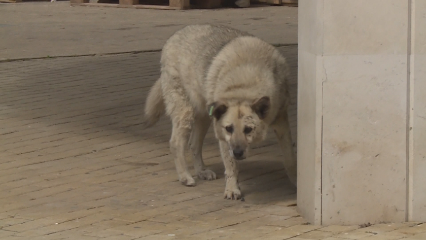 Как изоставянето на кучета е свързано с нарастващото насилие над бездомни животни
