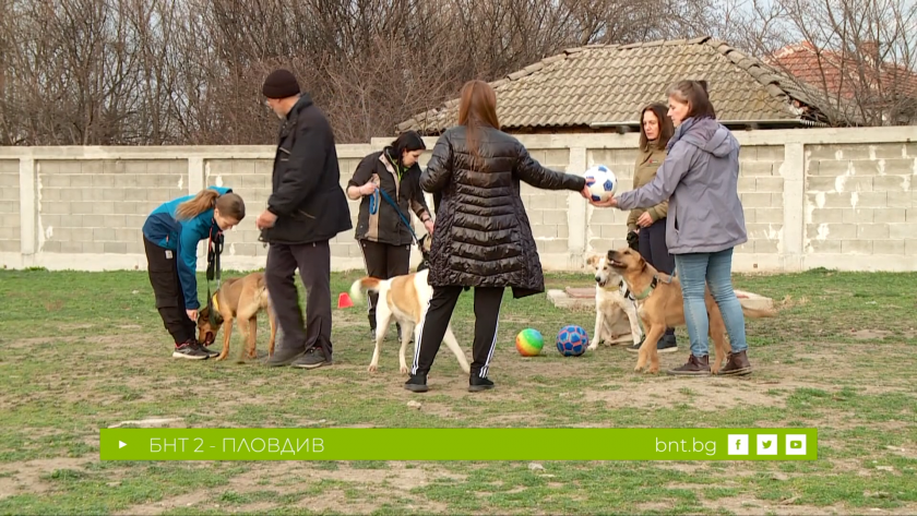 Тренировки по социализация на бездомните кучета в общинския "Зооветеринарен комплекс" в Пловдив - 02.03.2024